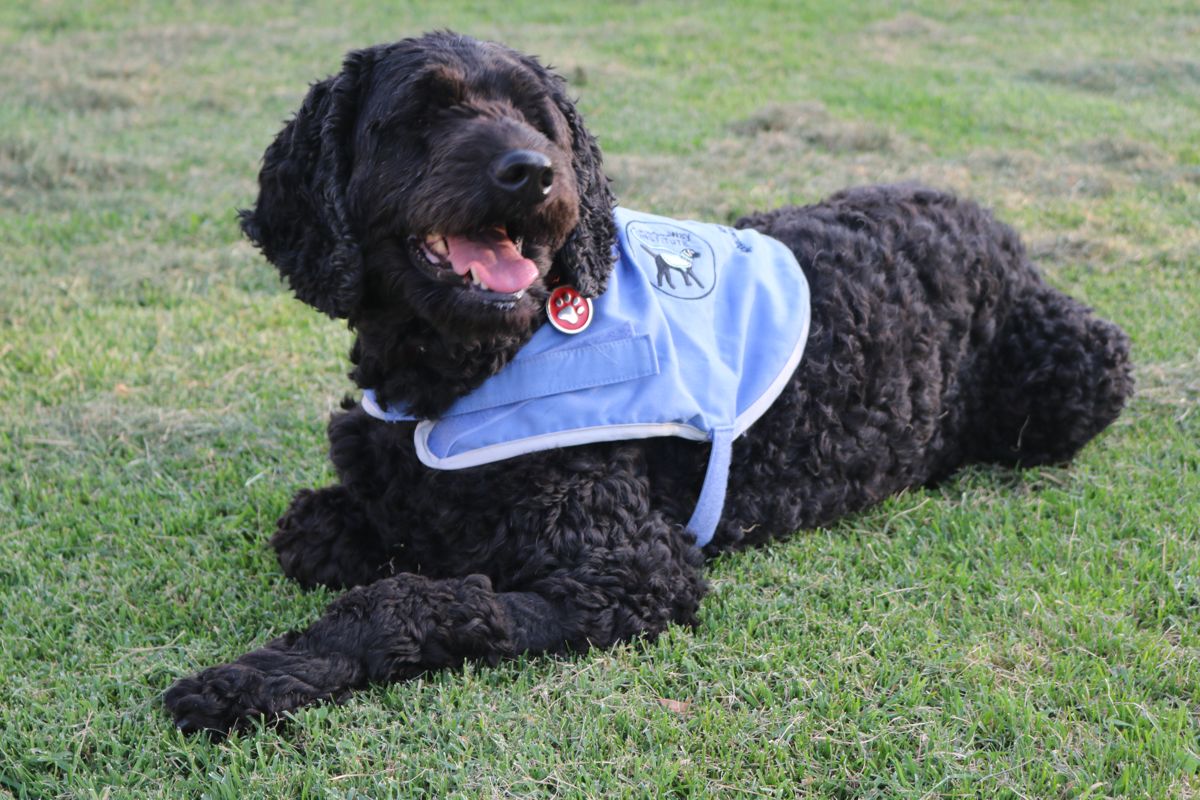 Ruby Therapy Dog Photo